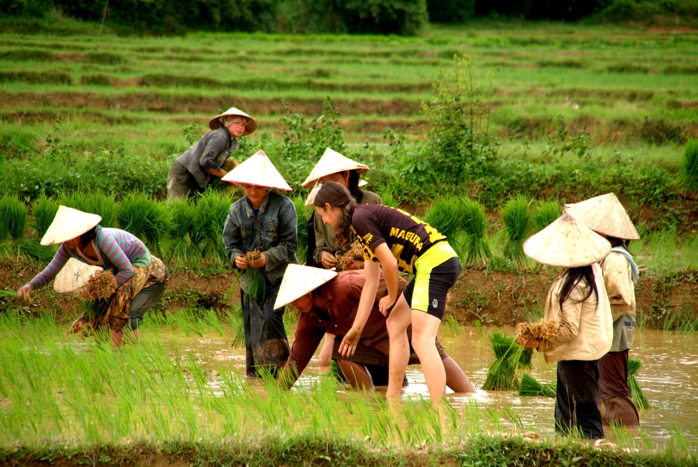 Laos_Reis_pflanzen.JPG