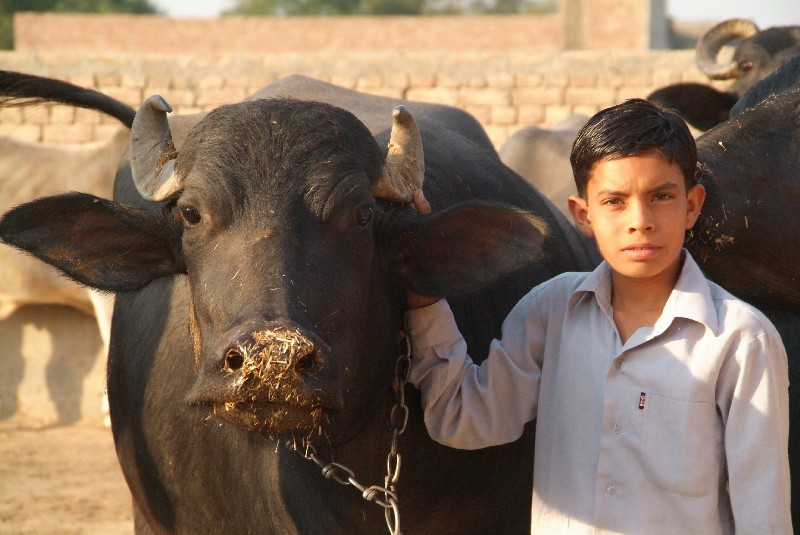 	Indien: Einladung auf Bauernhof Junge zeigt uns die Tiere	