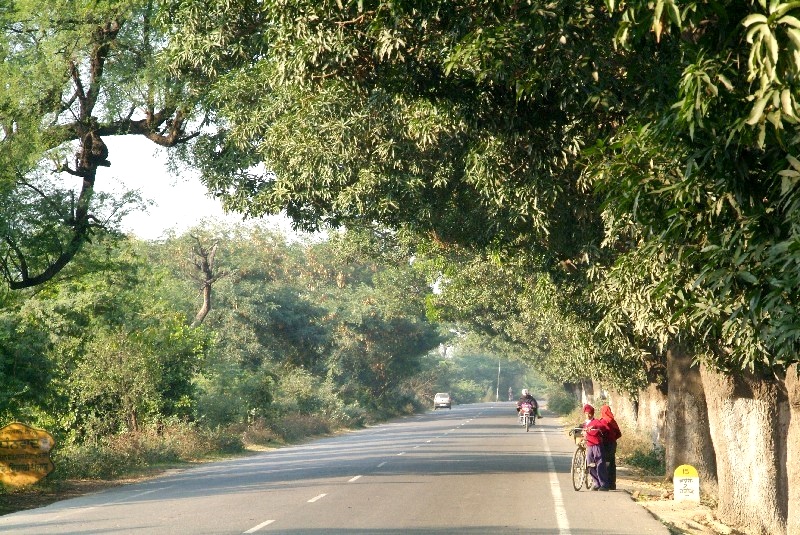 	Indien: Das andere Indien grüne Allee unberührte Natur	