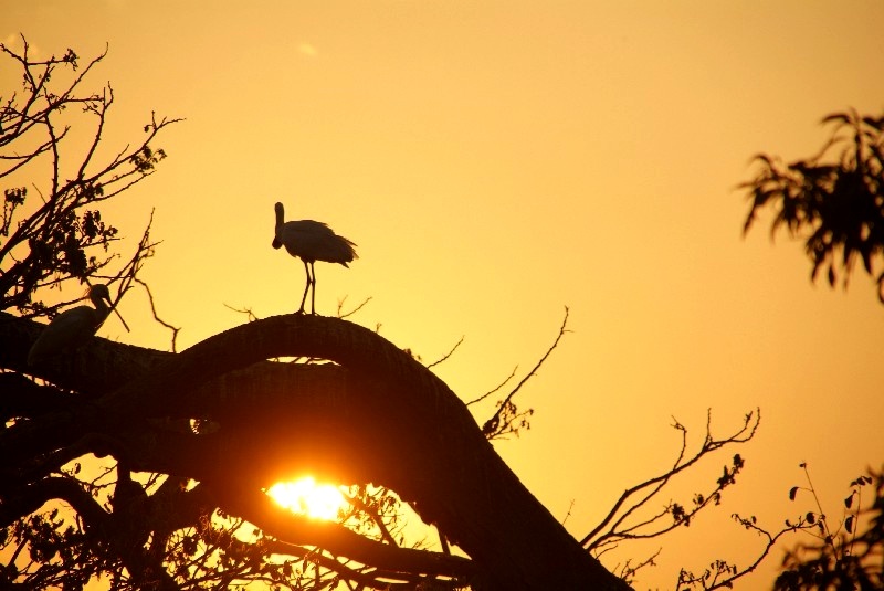Karnataka, Indien: Vogelreservat bei Mysore
