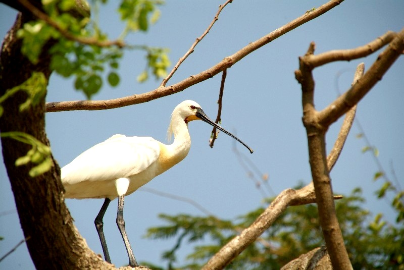 Karnataka, Indien: Vogelreservat bei Mysore
