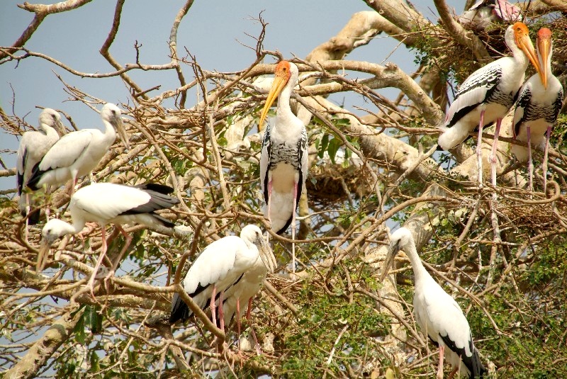Karnataka, Indien: Was seid ihr denn für Vögel
