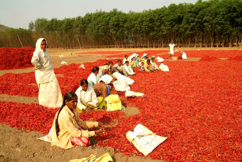	Indien: Inderinnen sortieren Chilischoten	