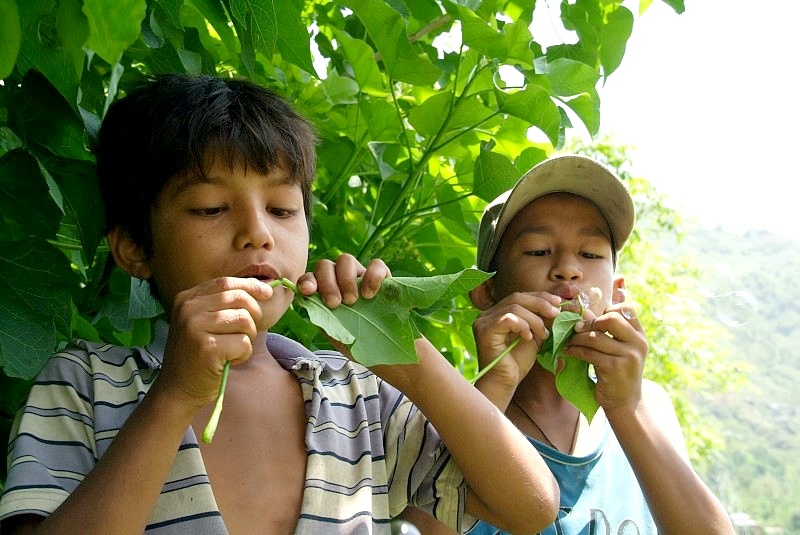 Nepal: Seifenblasenbaum
