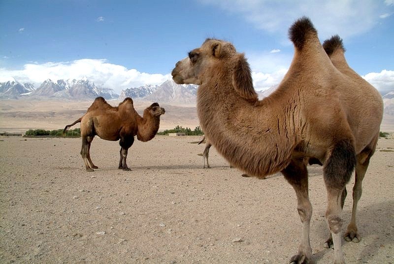 1-10-china-kamele-vor-dem-muztagh-ata